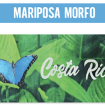 TOALLA MARIPOSA MORFO COSTA RICA SERIE CR MTB